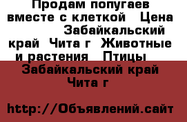 Продам попугаев вместе с клеткой › Цена ­ 2 000 - Забайкальский край, Чита г. Животные и растения » Птицы   . Забайкальский край,Чита г.